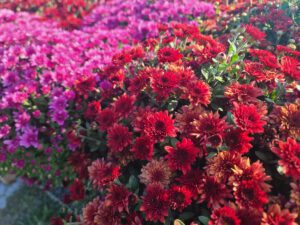 cec9b11c-144c-44b2-9d70-ce6c45e2a59e-1_all_337